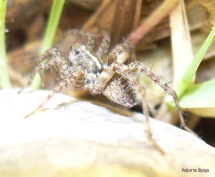 Pardosa sp.